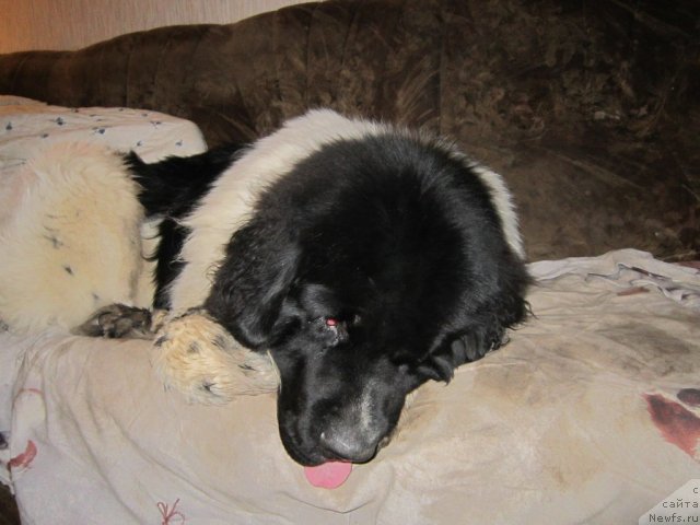 Фото: ньюфаундленд Remedjio Rassekayuschiy Volnu (Ремеджио Рассекающий Волну)