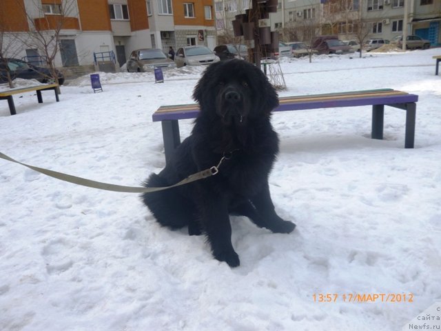 Фото: ньюфаундленд Vashington (Вашингтон)