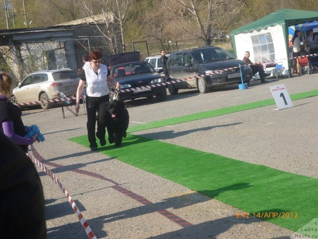 Фото: ньюфаундленд Vashington (Вашингтон)