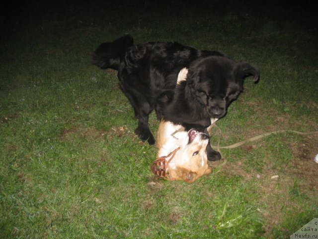 Фото: ньюфаундленд Fiamettahauz Nusakan (Фиаметтахауз Нусакан)