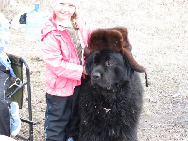 Фото: ньюфаундленд Bekingem (Бекингем)