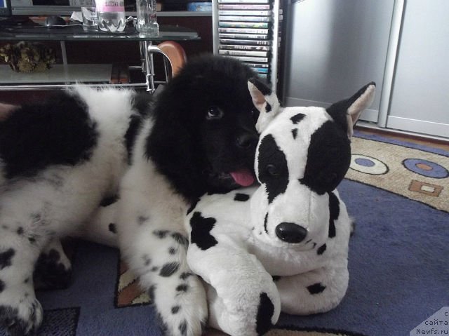 Фото: ньюфаундленд Super Bizon Jofrey (Супер Бизон Жофрей), ньюфаундленд Super Bizon Jofrey (Супер Бизон Жофрей)