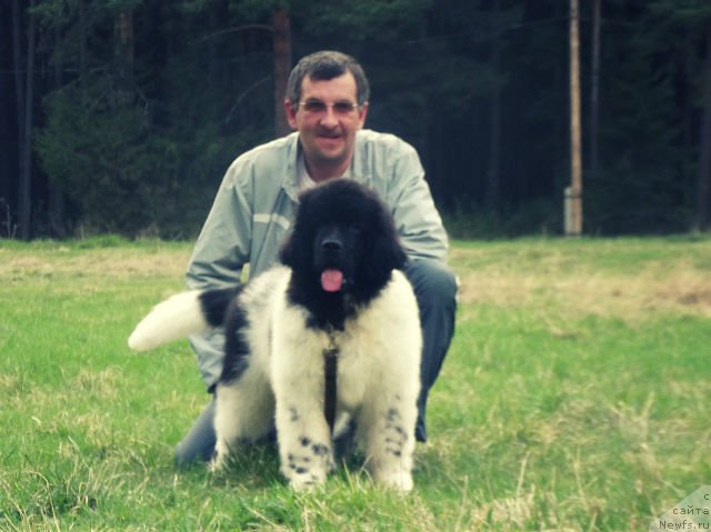 Фото: ньюфаундленд Super Bizon Jofrey (Супер Бизон Жофрей), ньюфаундленд Super Bizon Jofrey (Супер Бизон Жофрей)