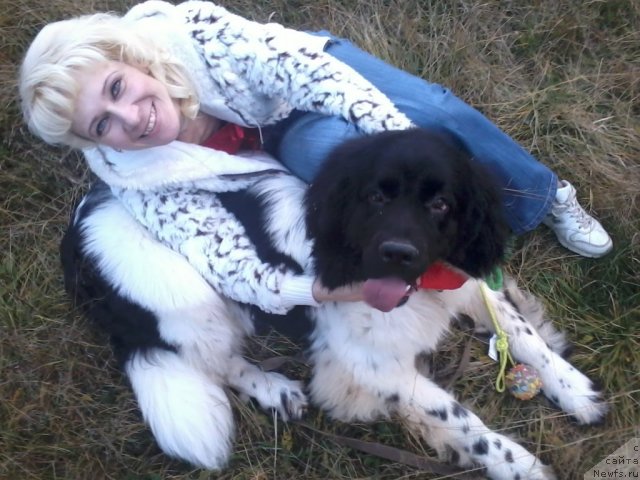 Фото: ньюфаундленд Super Bizon Jofrey (Супер Бизон Жофрей), ньюфаундленд Super Bizon Jofrey (Супер Бизон Жофрей)