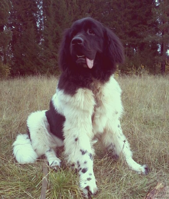 Фото: ньюфаундленд Super Bizon Jofrey (Супер Бизон Жофрей)