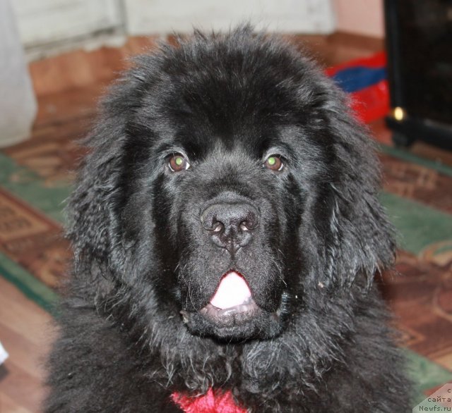 Фотография № 109932