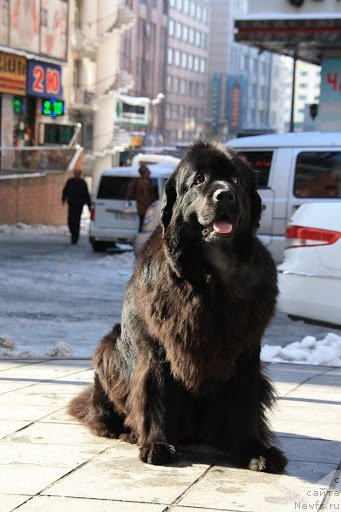 Фотография № 109942