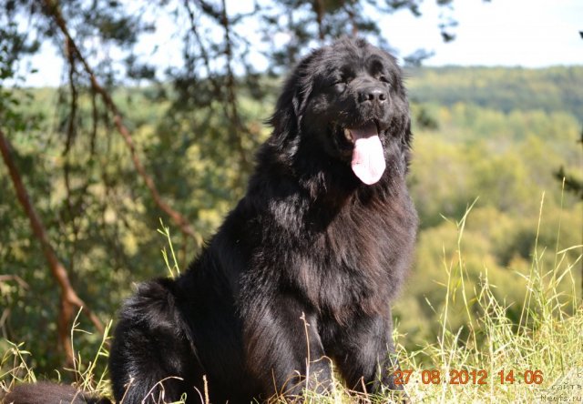 Фото: ньюфаундленд Uil'yam Naslednik Trona (Уильям Наследник Трона)