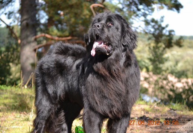 Фото: ньюфаундленд Uil'yam Naslednik Trona (Уильям Наследник Трона)