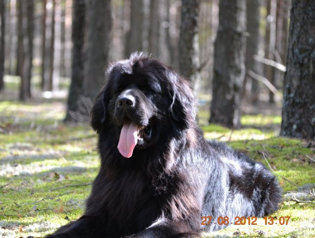 Фото: ньюфаундленд Uil'yam Naslednik Trona (Уильям Наследник Трона)