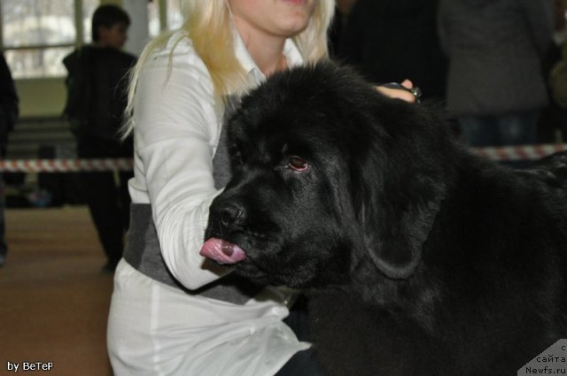 Фотография № 109952