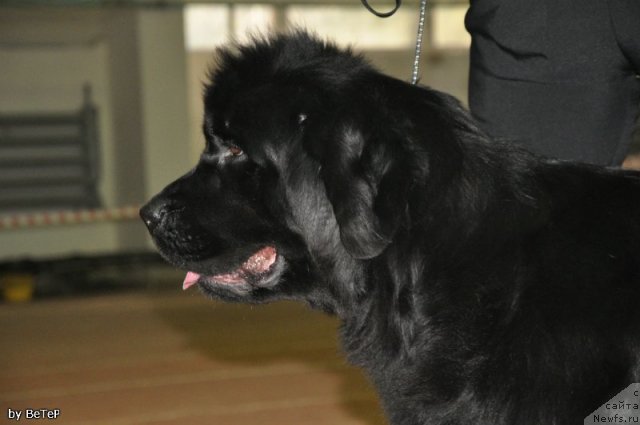 Фотография № 109953