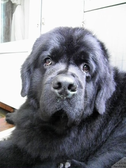 Фото: ньюфаундленд Zhdanny Syn Vialiki Miadzvedz