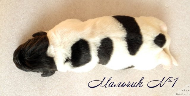 Фото: ньюфаундленд Santa De La Moris (Санта Де Ла Морис)