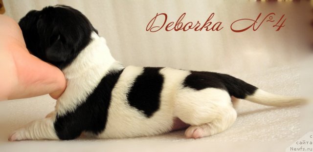 Фото: ньюфаундленд Salli Snejnaya Koroleva (Салли Снежная Королева)