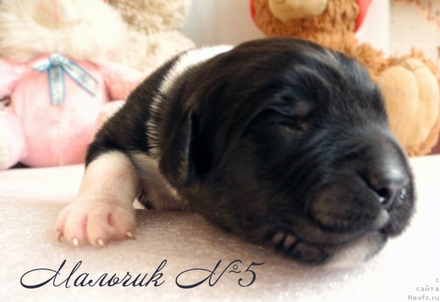 Фото: ньюфаундленд Skayuoker YEnakin Djeday (Скайуокер Энакин Джедай)