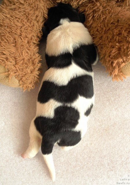 Фото: ньюфаундленд Salli Snejnaya Koroleva (Салли Снежная Королева)