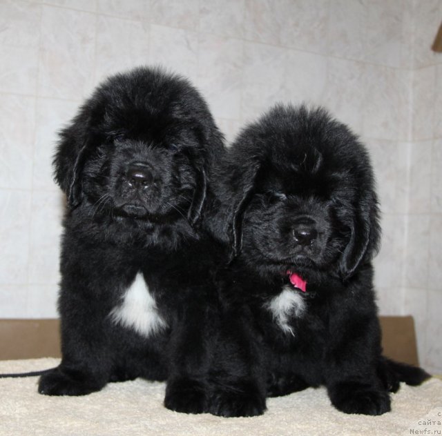 Фото: ньюфаундленд Akvian Song Insayd Mi Vord (Аквиан Сонг Инсайд Ми Ворд), ньюфаундленд Akvian Song Inkredibel Bear (Аквиан Сонг Инкредибел Беар)