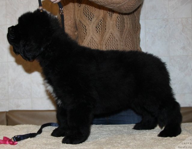 Фото: ньюфаундленд Akvian Song Inkredibel Bear (Аквиан Сонг Инкредибел Беар)