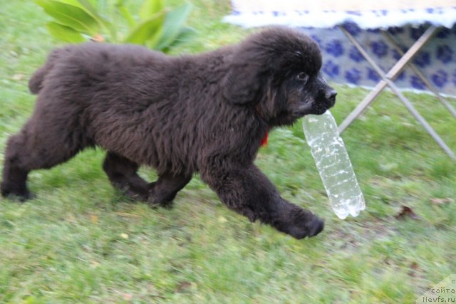 Фотография № 109999