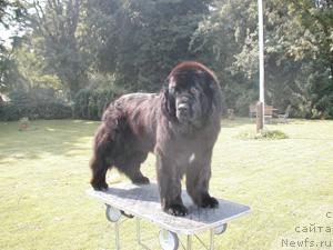 Фото: ньюфаундленд Lotgardens Menelek