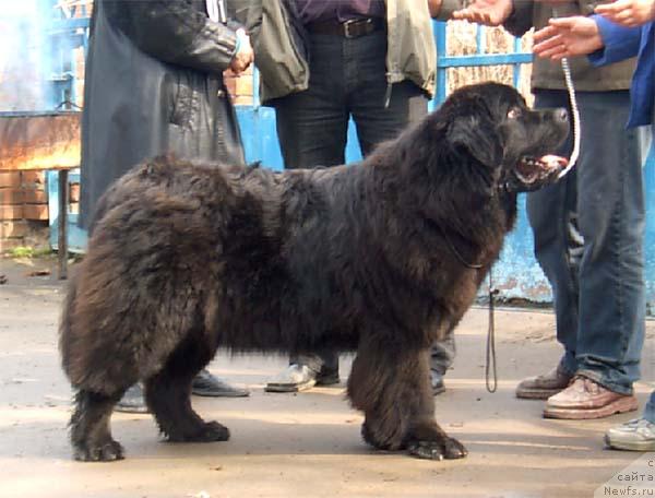 Фото: ньюфаундленд Kyennon Speys Odanella (Кэннон Спейс Оданелла)