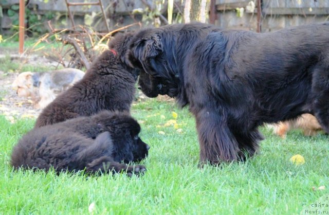 Фотография № 110003