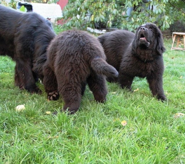 Фотография № 110004