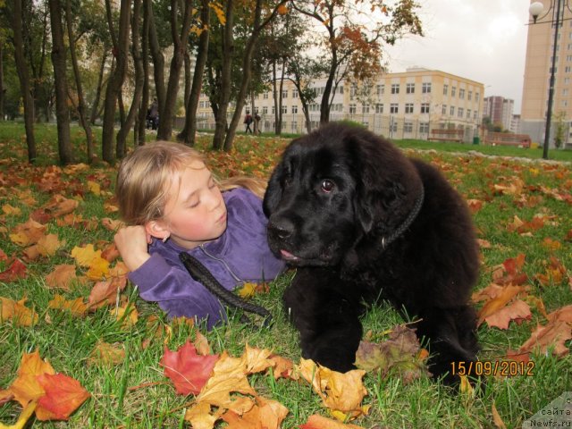 Фото: ньюфаундленд Donats Prayd Byet Midler (Донатс Прайд Бэт Мидлер)