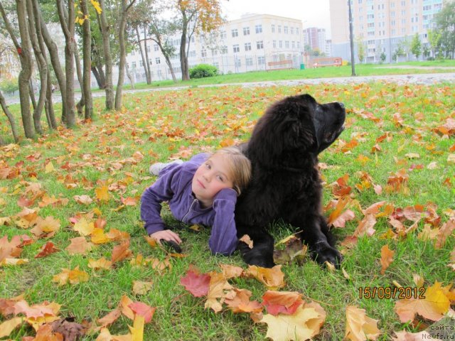 Фото: ньюфаундленд Donats Prayd Byet Midler (Донатс Прайд Бэт Мидлер)