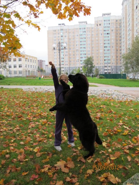 Фото: ньюфаундленд Donats Prayd Byet Midler (Донатс Прайд Бэт Мидлер)