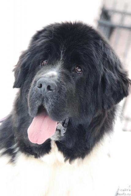 Фото: ньюфаундленд Plushevaya Panda Deniza Dlja  Berega Dona (Плюшевая Панда Дениза для Берега Дона)