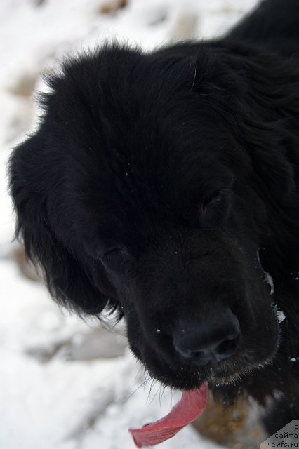Фото: Гастон де Фуа