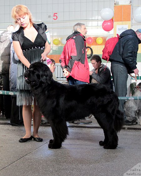 Фото: ньюфаундленд Passia Korolya iz Medvejyego Yara (Пассия Короля из Медвежьего Яра)