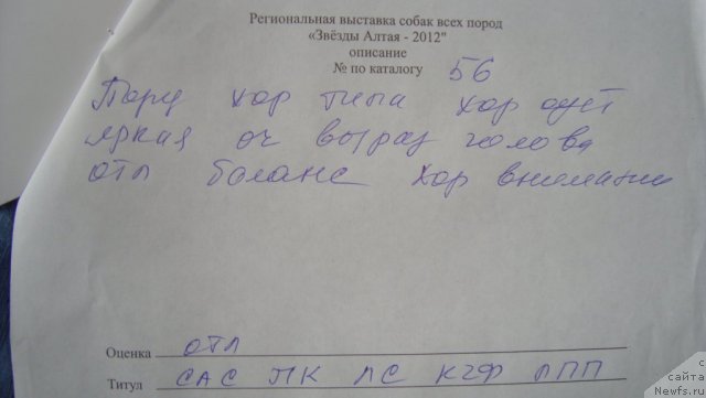 Фото: ньюфаундленд Passia Korolya iz Medvejyego Yara (Пассия Короля из Медвежьего Яра)