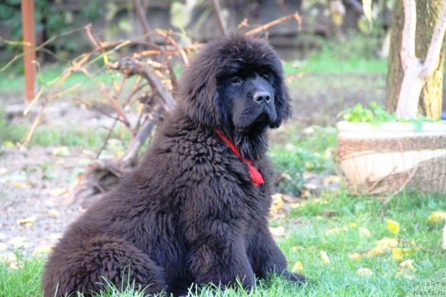 Фотография № 110019