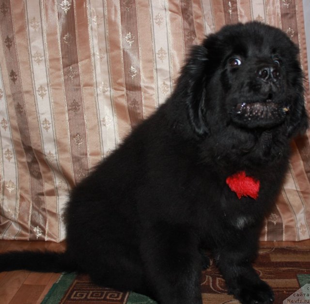 Фотография № 110026