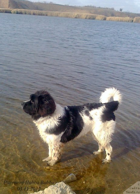 Фото: ньюфаундленд Pitern'yuf Hubba-Bubba (Питерньюф Хубба-Бубба)