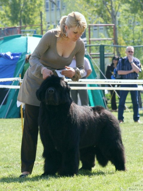 Фото: ньюфаундленд King of Helluland Duke of Heaven