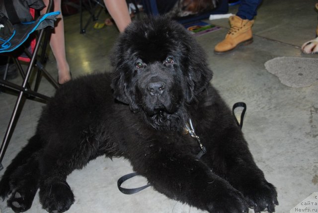 Фото: ньюфаундленд As True for Beguschaya po Volnam Dinastiya Soverchenstva (Аз Труэ Бегущая по Волнам Династия Совершенства)