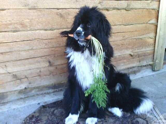 Фотография № 110050