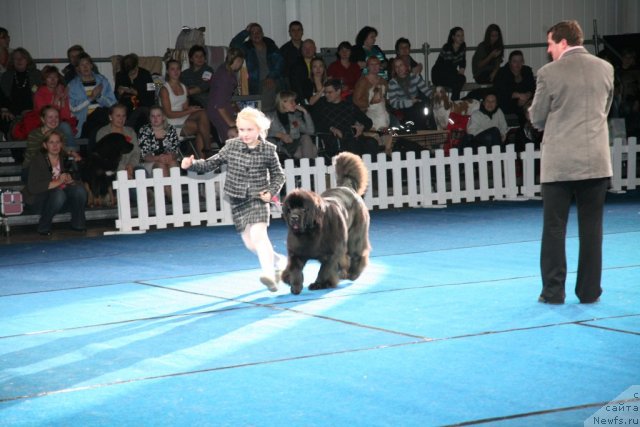 Фото: ньюфаундленд Sent Djons Handsel for Me (Сент Джонс Хендсел фо Ми)