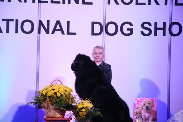 Фото: ньюфаундленд Sent Djons Handsel for Me (Сент Джонс Хендсел фо Ми)