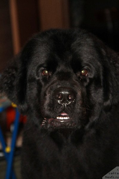 Фото: ньюфаундленд Uyutnaya Dolina Black Diamond Velinda (Уютная Долина Блэк Даймонд Велинда)