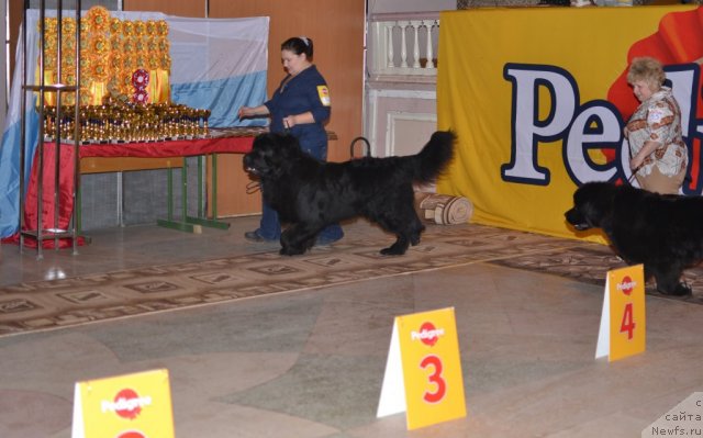 Фото: ньюфаундленд Omar SHerif (Омар Шериф), Lyudmila Ovsyannikova (Людмила Овсянникова), ньюфаундленд Aquatoria Kelvin Ursa High Spirit (Акватория Келвин Урса Хай Спирит), Galina Bondarenko (Галина Бондаренко)