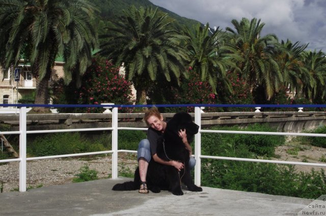 Фото: ньюфаундленд Charuyuschiy Chezario (Чарующий Чезарио)