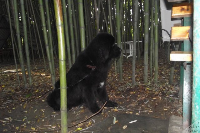 Фото: ньюфаундленд Charuyuschiy Chezario (Чарующий Чезарио)