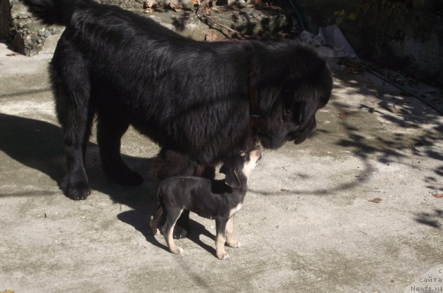 Фото: ньюфаундленд Charuyuschiy Chezario (Чарующий Чезарио)
