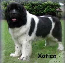 Фото: ньюфаундленд Newf Mermaid Xotica