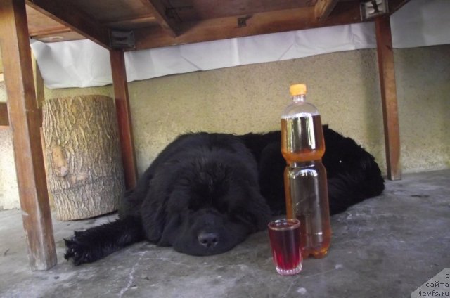 Фото: ньюфаундленд Charuyuschiy Chezario (Чарующий Чезарио)